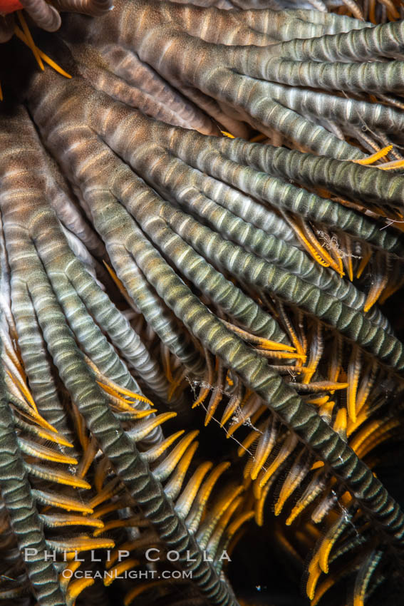 Crinoid feather star closeup view of tentacles, which it extends into ocean currents, Fiji. Namena Marine Reserve, Namena Island, Crinoidea, natural history stock photograph, photo id 34945