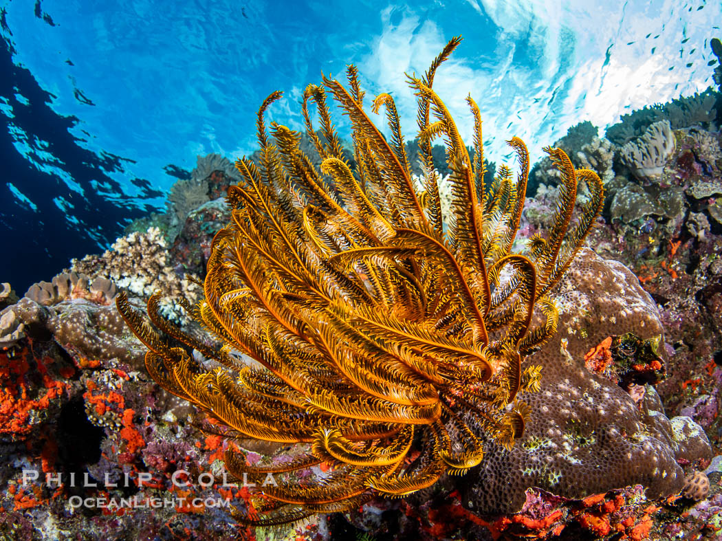 Crinoid (feather star) extends its tentacles into ocean currents, on pristine south pacific coral reef, Fiji., Crinoidea, natural history stock photograph, photo id 41090