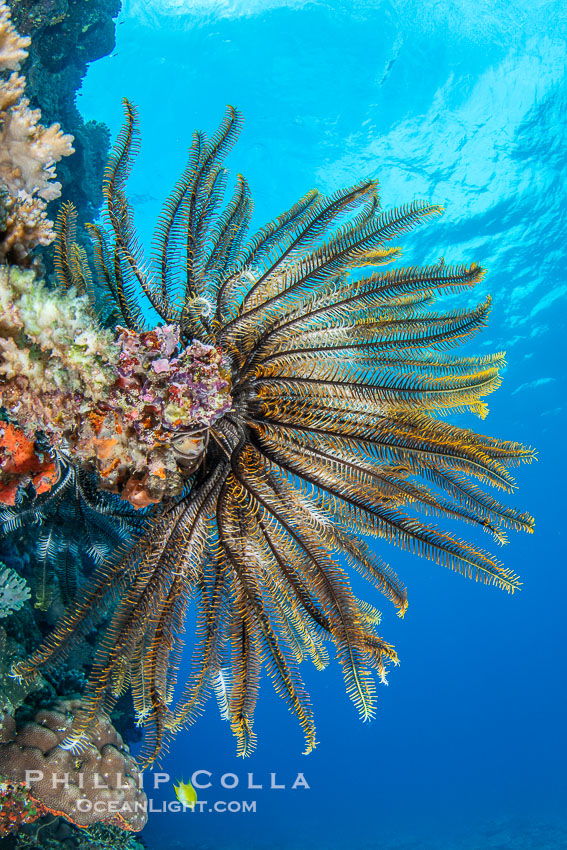 Crinoid (feather star) extends its tentacles into ocean currents, on pristine south pacific coral reef, Fiji., Crinoidea, natural history stock photograph, photo id 41150