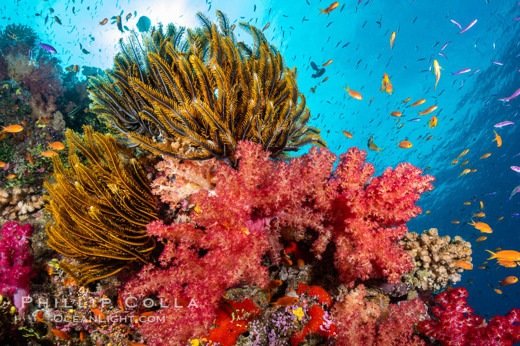 Crinoid (feather star) extends its tentacles into ocean currents, on pristine south pacific coral reef, Fiji, Dendronephthya, Crinoidea, Namena Marine Reserve, Namena Island