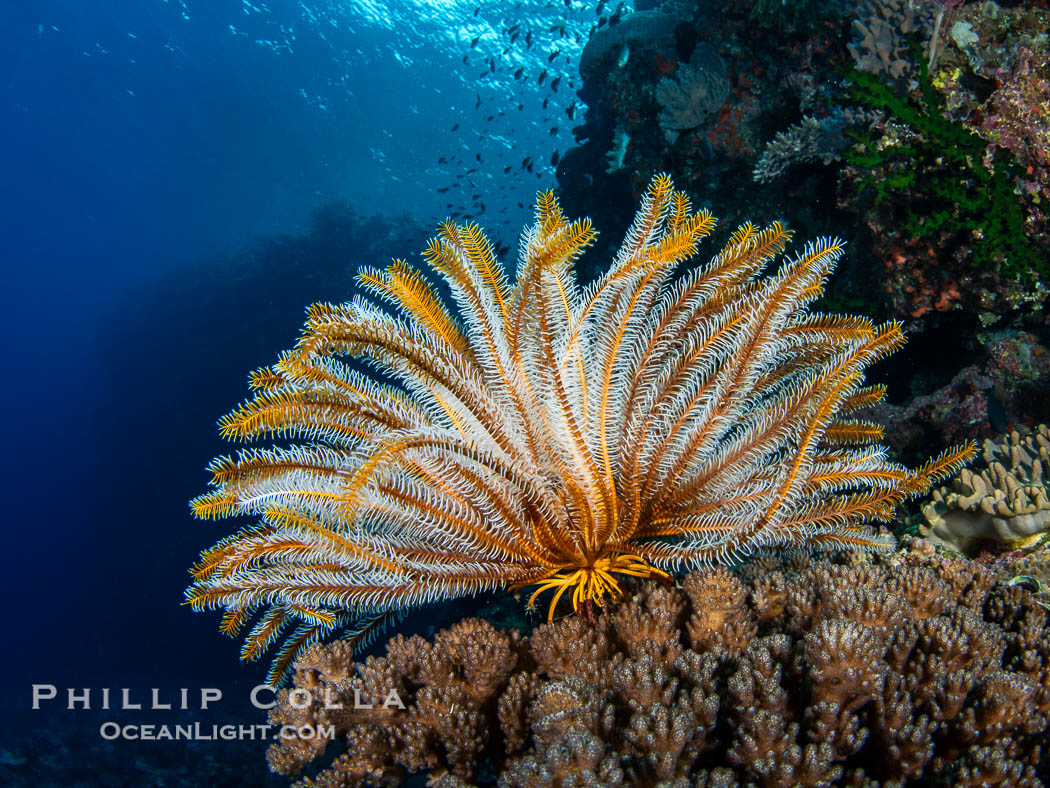 Crinoid (feather star) extends its tentacles into ocean currents, on pristine south pacific coral reef, Fiji., Crinoidea, natural history stock photograph, photo id 41156