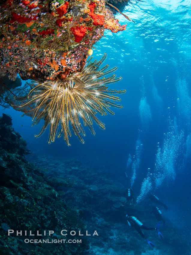 Crinoid (feather star) extends its tentacles into ocean currents, on pristine south pacific coral reef, Fiji., Crinoidea, natural history stock photograph, photo id 41160