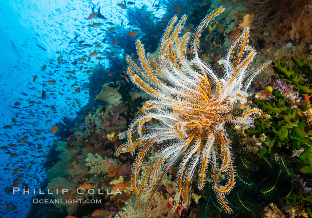 Crinoid (feather star) extends its tentacles into ocean currents, on pristine south pacific coral reef, Fiji, Crinoidea