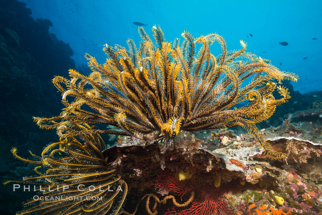Crinoid (feather star) extends its tentacles into ocean currents, on pristine south pacific coral reef, Fiji. Vatu I Ra Passage, Bligh Waters, Viti Levu  Island, Crinoidea, natural history stock photograph, photo id 31509