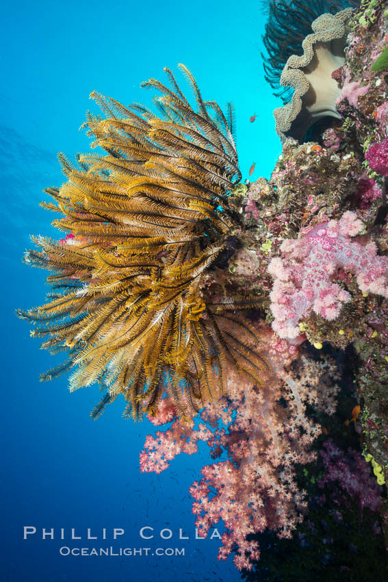 Crinoid (feather star) extends its tentacles into ocean currents, on pristine south pacific coral reef, Fiji. Namena Marine Reserve, Namena Island, Crinoidea, natural history stock photograph, photo id 31573