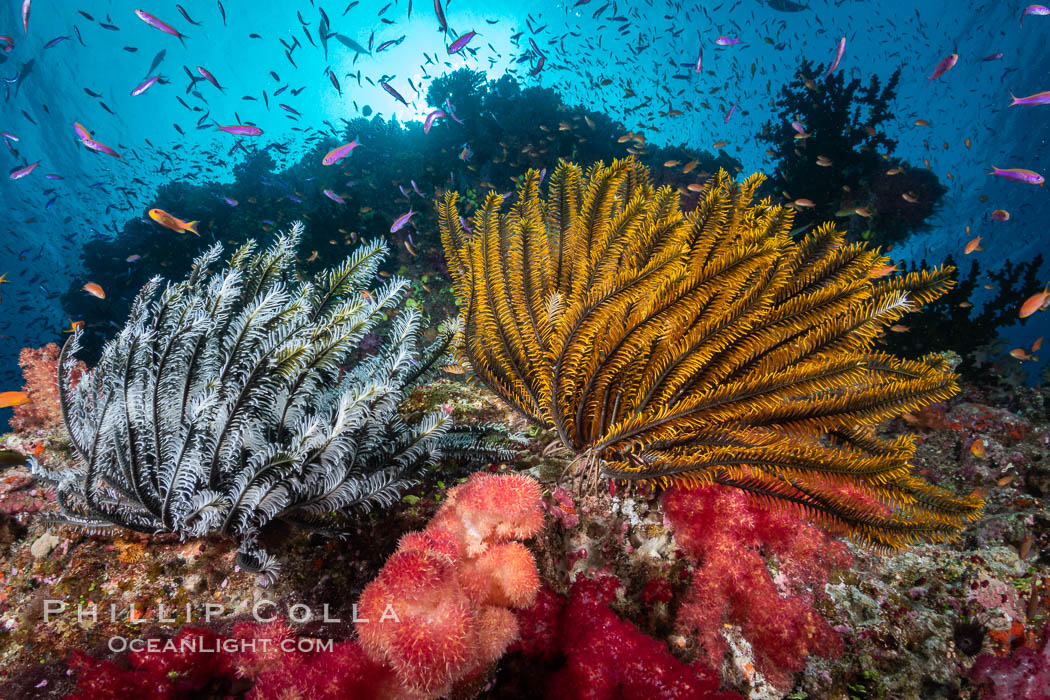 Crinoid (feather star) extends its tentacles into ocean currents, on pristine south pacific coral reef, Fiji, Crinoidea, Namena Marine Reserve, Namena Island