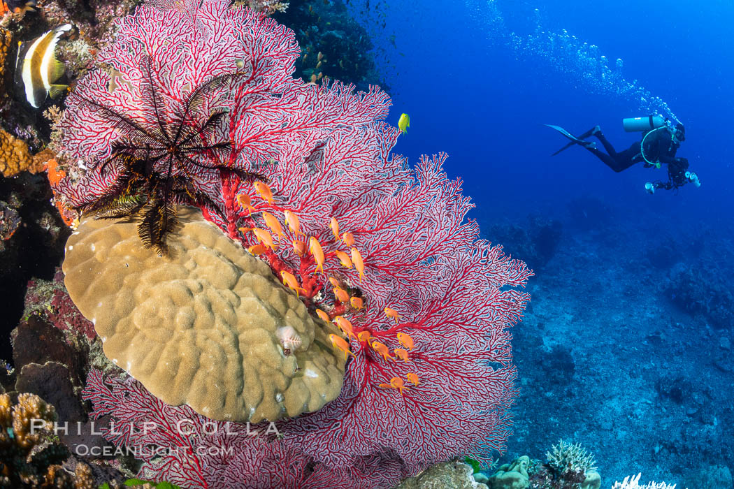 Crinoid, gorgonian sea fan, anthias fish and diver, Fiji. Bligh Waters, Crinoidea, Gorgonacea, Pseudanthias, natural history stock photograph, photo id 34933