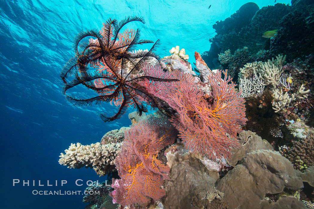 Crinoid clinging to gorgonian sea fan, Mount Mutiny, Bligh Waters, Fiji. Vatu I Ra Passage, Viti Levu  Island, Crinoidea, Gorgonacea, natural history stock photograph, photo id 31368