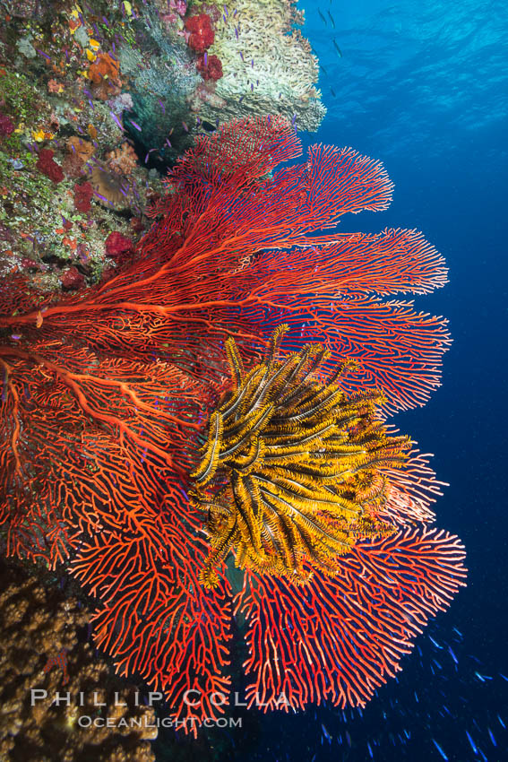 Crinoid clinging to gorgonian sea fan, Fiji. Namena Marine Reserve, Namena Island, Crinoidea, Gorgonacea, natural history stock photograph, photo id 31404