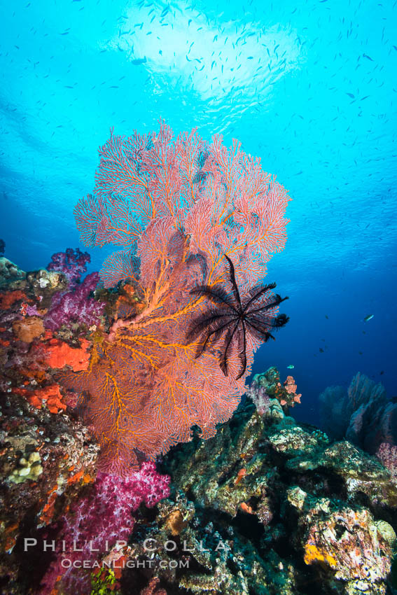 Crinoid clinging to gorgonian sea fan, Fiji. Vatu I Ra Passage, Bligh Waters, Viti Levu  Island, Crinoidea, Gorgonacea, natural history stock photograph, photo id 31355