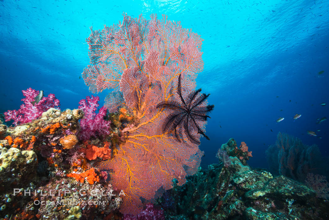 Crinoid clinging to gorgonian sea fan, Fiji. Vatu I Ra Passage, Bligh Waters, Viti Levu  Island, Crinoidea, Gorgonacea, Plexauridae, natural history stock photograph, photo id 31451