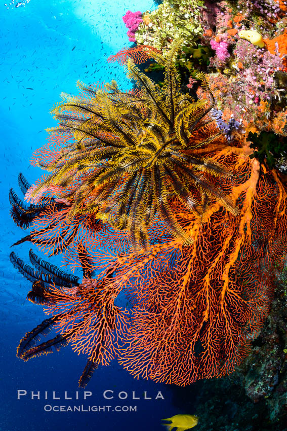 Crinoid clinging to gorgonian sea fan, Fiji., Crinoidea, Gorgonacea, Plexauridae, natural history stock photograph, photo id 31445