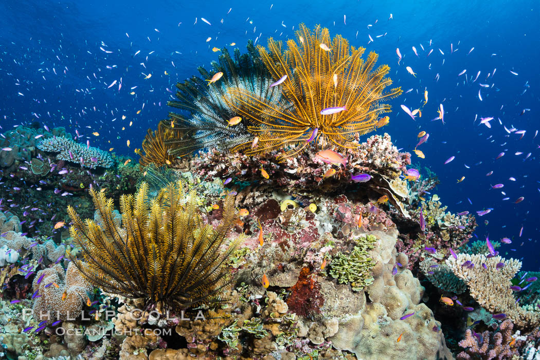 Crinoids (feather stars) on hard corals, with anthias fish schooling in ocean currents, Fiji. Wakaya Island, Lomaiviti Archipelago, Crinoidea, Pseudanthias, natural history stock photograph, photo id 31432