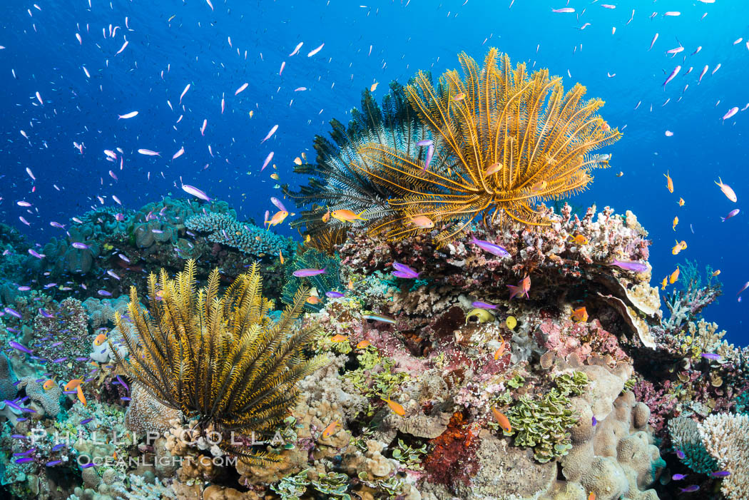 Crinoids (feather stars) on hard corals, with anthias fish schooling in ocean currents, Fiji. Wakaya Island, Lomaiviti Archipelago, Crinoidea, Pseudanthias, natural history stock photograph, photo id 31756