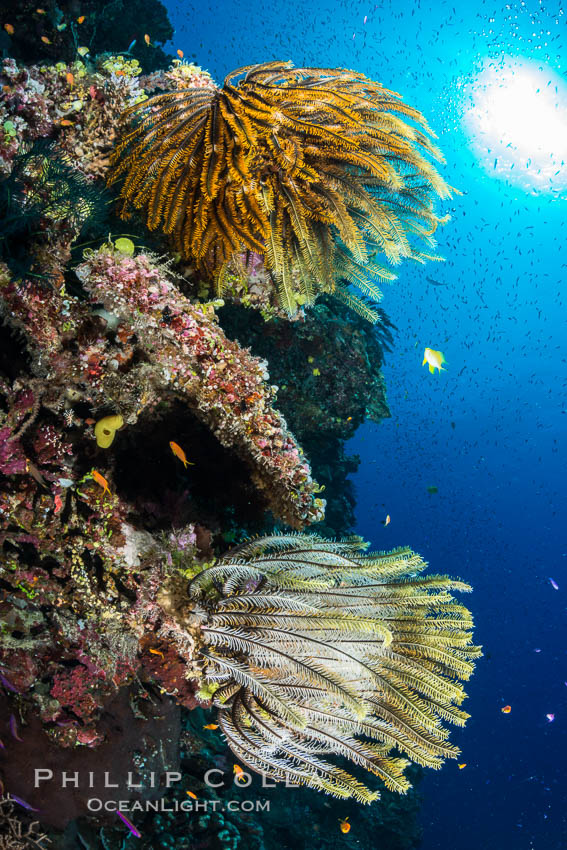 Crinoids (feather stars) on hard corals, with anthias fish schooling in ocean currents, Fiji. Wakaya Island, Lomaiviti Archipelago, Crinoidea, Pseudanthias, natural history stock photograph, photo id 31545