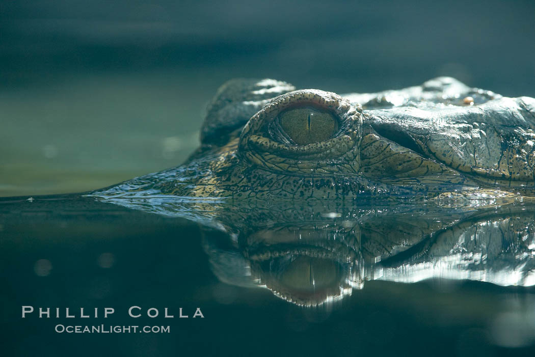 African slender-snouted crocodile., Crocodylus cataphractus, natural history stock photograph, photo id 15644