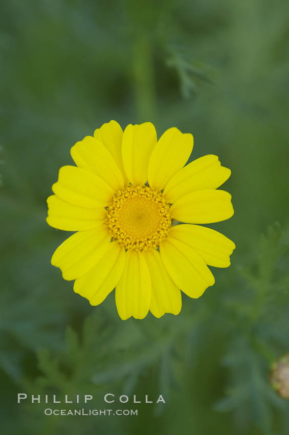 Crown daisy blooms in Spring. San Diego, California, USA, Chrysanthemum coronarium, natural history stock photograph, photo id 11366