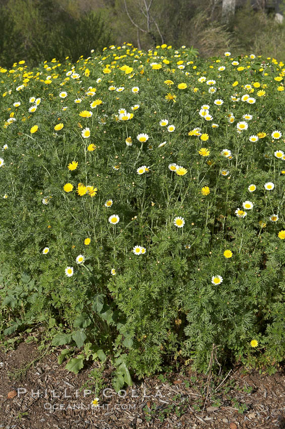 Crown daisy blooms in Spring. San Diego, California, USA, Chrysanthemum coronarium, natural history stock photograph, photo id 11372