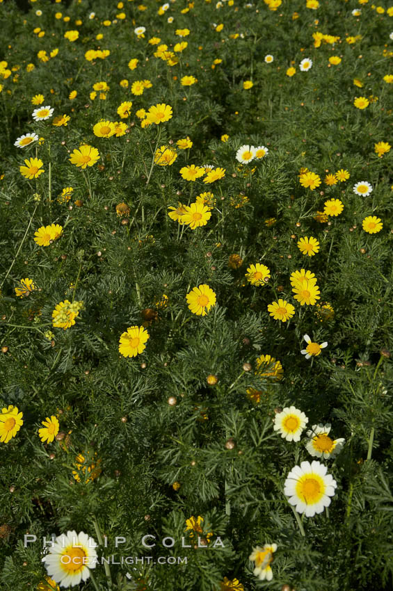 Crown daisy blooms in Spring. San Diego, California, USA, Chrysanthemum coronarium, natural history stock photograph, photo id 11374