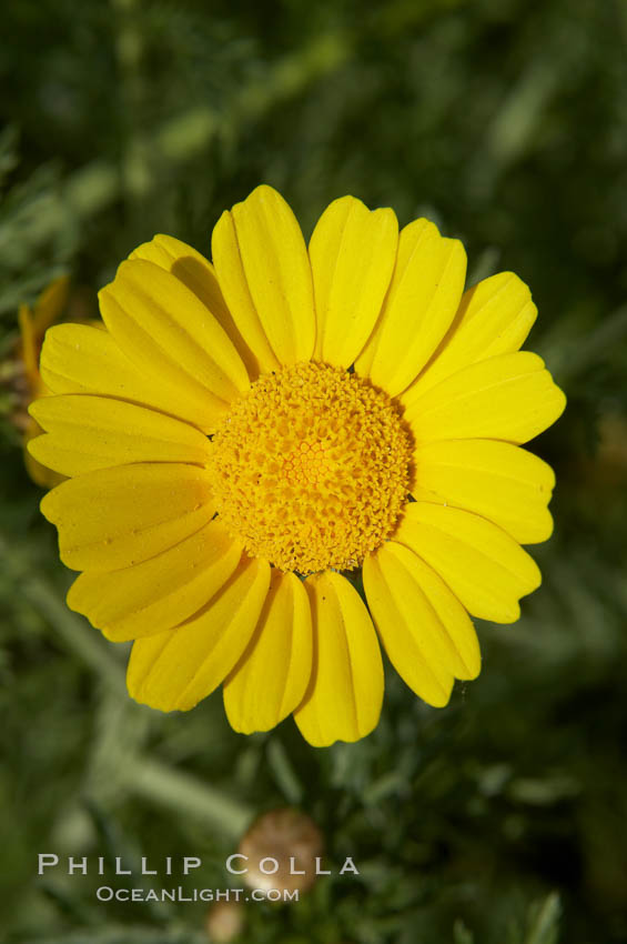 Crown daisy blooms in Spring. San Diego, California, USA, Chrysanthemum coronarium, natural history stock photograph, photo id 11368