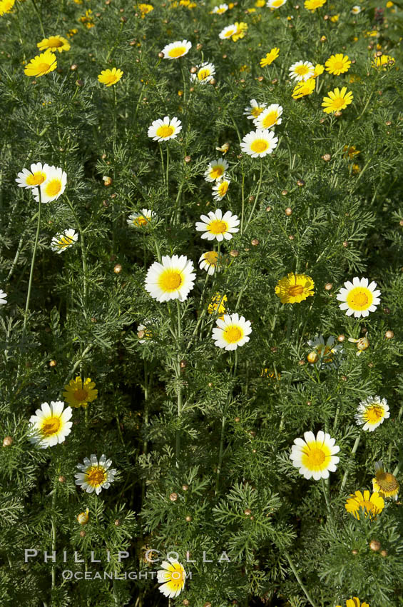 Crown daisy blooms in Spring. San Diego, California, USA, Chrysanthemum coronarium, natural history stock photograph, photo id 11371