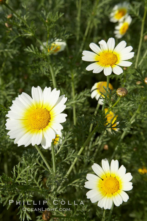 Crown daisy blooms in Spring. San Diego, California, USA, Chrysanthemum coronarium, natural history stock photograph, photo id 11365