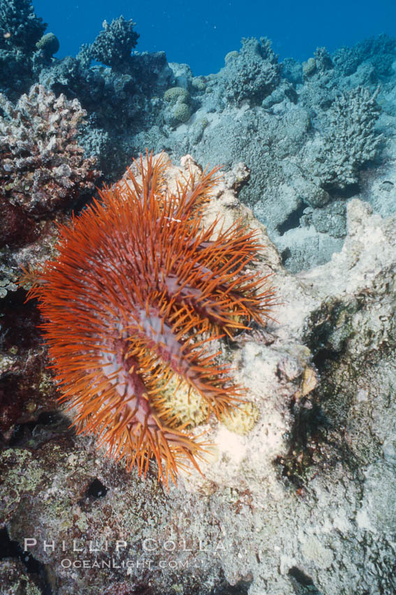 Crown of Thorn Starfish, Rose Atoll. Rose Atoll National Wildlife Refuge, American Samoa, USA, natural history stock photograph, photo id 00755