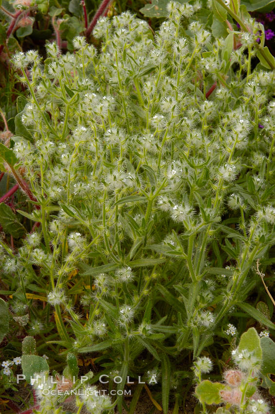 Forget-me-nots bloom in spring.  The small white flowers are characteristic of this group of Colorado Desert wildflowers.  Anza Borrego Desert State Park. Anza-Borrego Desert State Park, Borrego Springs, California, USA, Cryptantha, natural history stock photograph, photo id 10514