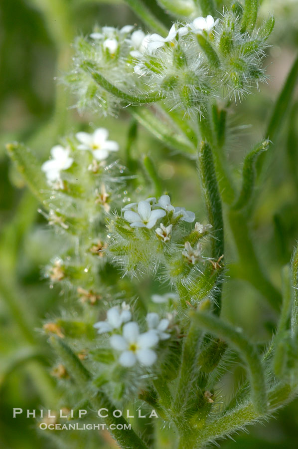 Forget-me-nots bloom in spring.  The small white flowers are characteristic of this group of Colorado Desert wildflowers.  Anza Borrego Desert State Park., Cryptantha, natural history stock photograph, photo id 10518