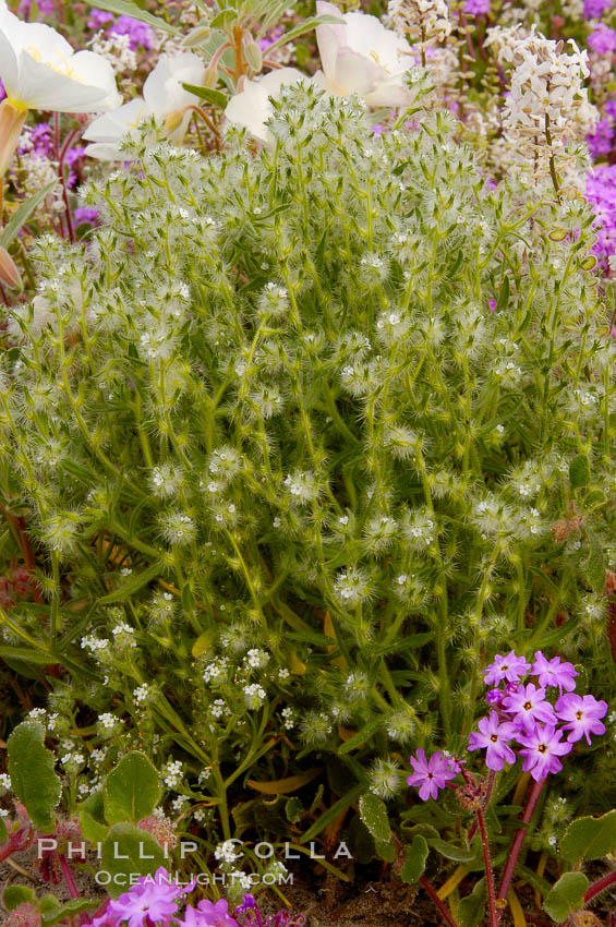 Forget-me-nots bloom in spring.  The small white flowers are characteristic of this group of Colorado Desert wildflowers.  Anza Borrego Desert State Park. Anza-Borrego Desert State Park, Borrego Springs, California, USA, Cryptantha, natural history stock photograph, photo id 10511