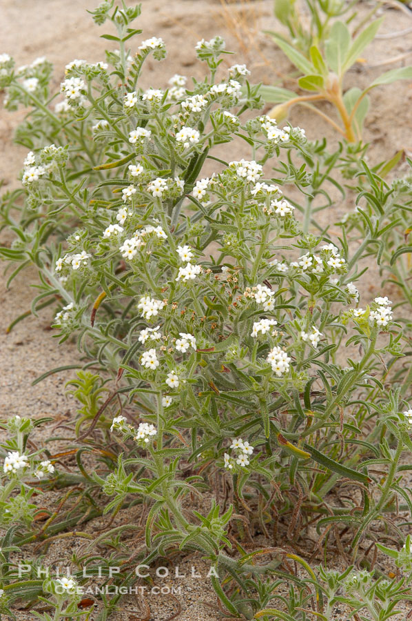 Forget-me-nots bloom in spring.  The small white flowers are characteristic of this group of Colorado Desert wildflowers.  Anza Borrego Desert State Park., Cryptantha, natural history stock photograph, photo id 10525