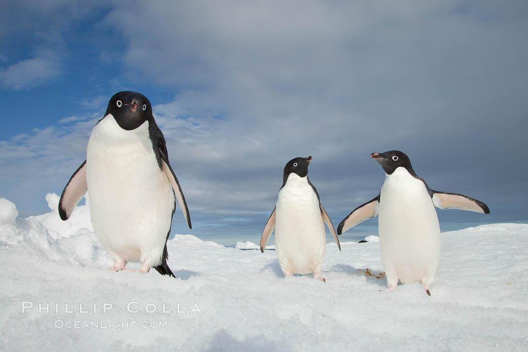 Two Adelie penguins, holding their wings out, standing on an iceberg. Paulet Island, Antarctic Peninsula, Antarctica, Pygoscelis adeliae, natural history stock photograph, photo id 25048