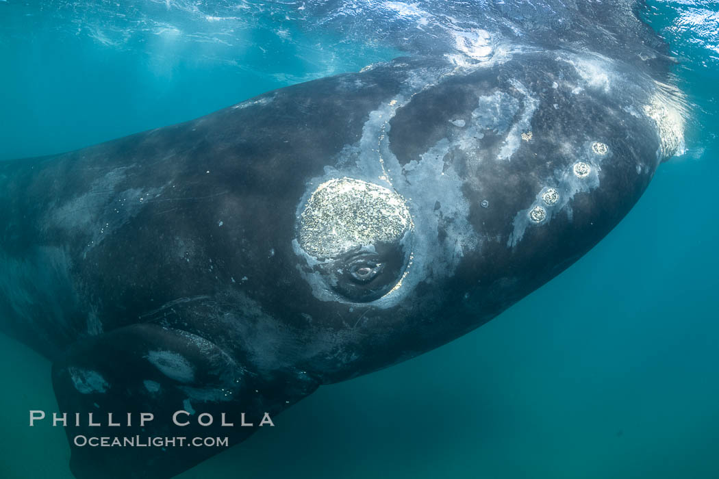 Inquisitive southern right whale underwater, Eubalaena australis, closely approaches cameraman, Argentina. Puerto Piramides, Chubut, Eubalaena australis, natural history stock photograph, photo id 35942