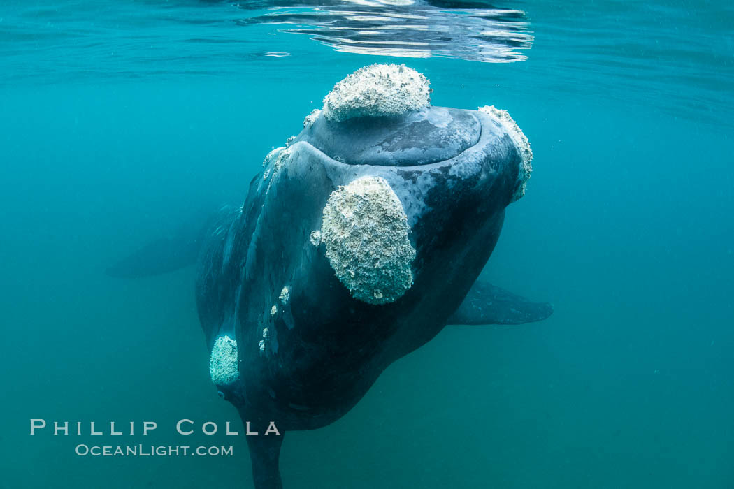 Inquisitive southern right whale underwater, Eubalaena australis, closely approaches cameraman, Argentina. Puerto Piramides, Chubut, Eubalaena australis, natural history stock photograph, photo id 35978