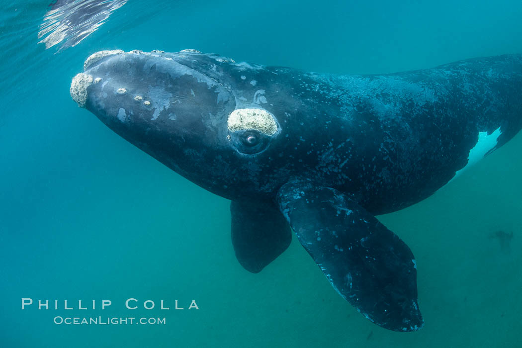 Inquisitive southern right whale underwater, Eubalaena australis, closely approaches cameraman, Argentina. Puerto Piramides, Chubut, Eubalaena australis, natural history stock photograph, photo id 35986