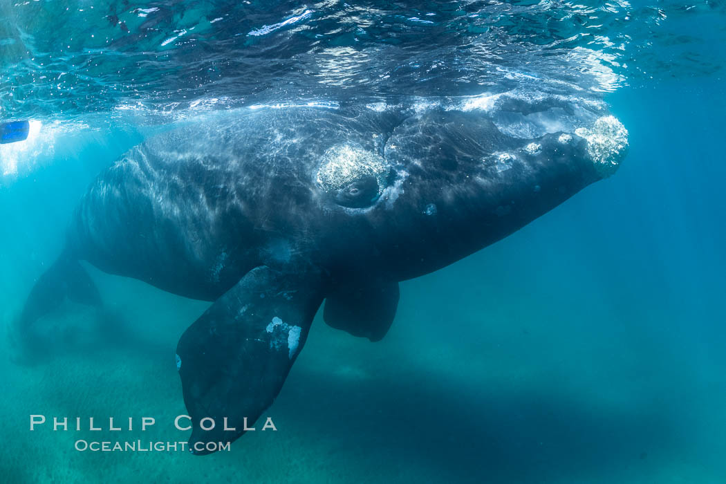 Inquisitive southern right whale underwater, Eubalaena australis, closely approaches cameraman, Argentina. Puerto Piramides, Chubut, Eubalaena australis, natural history stock photograph, photo id 35956