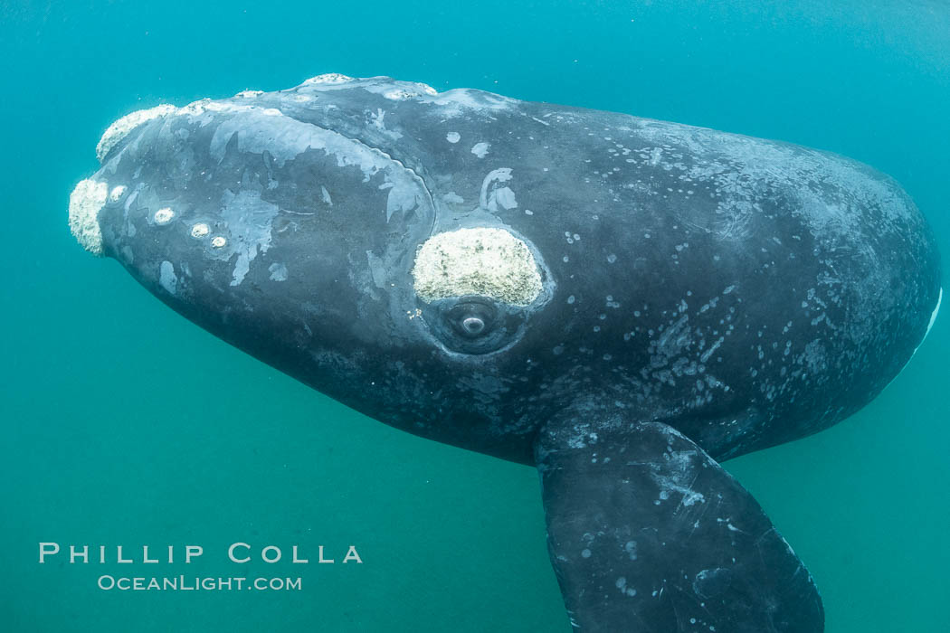 Inquisitive southern right whale underwater, Eubalaena australis, closely approaches cameraman, Argentina. Puerto Piramides, Chubut, Eubalaena australis, natural history stock photograph, photo id 35960
