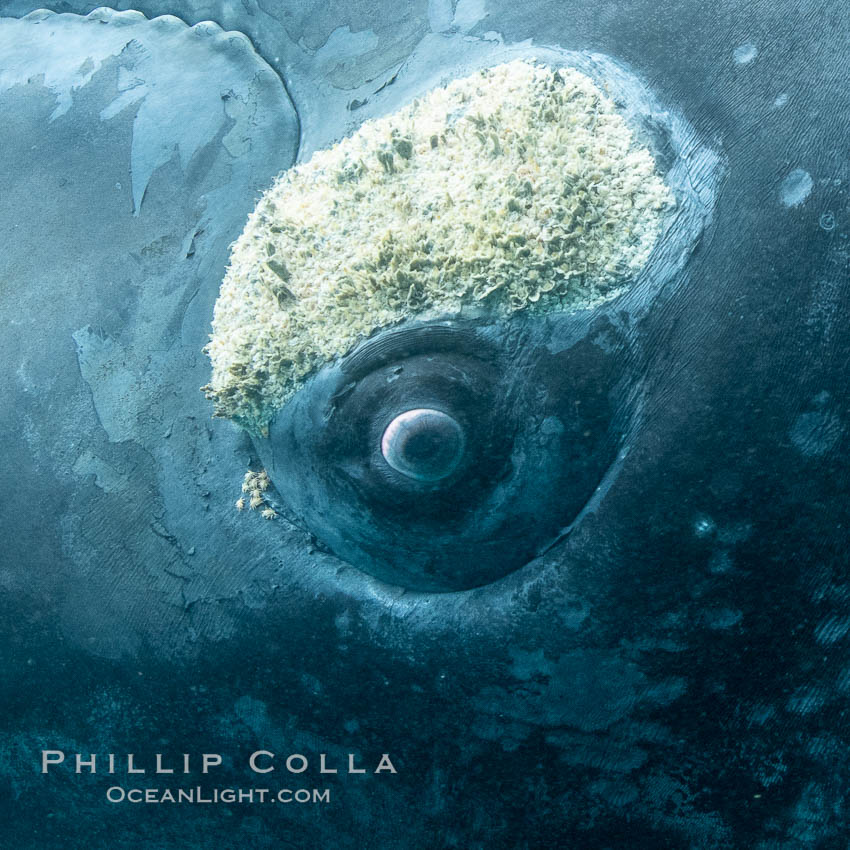 Inquisitive southern right whale underwater, Eubalaena australis, closely approaches cameraman, Argentina. Puerto Piramides, Chubut, Eubalaena australis, natural history stock photograph, photo id 35976