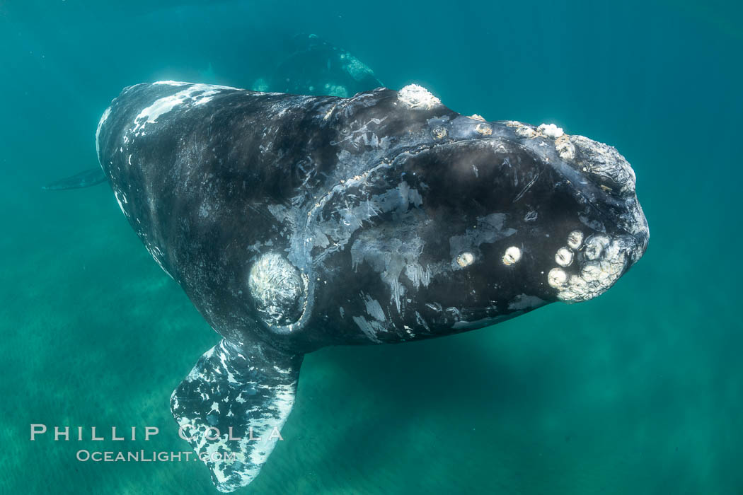 Inquisitive southern right whale underwater, Eubalaena australis, closely approaches cameraman, Argentina. Puerto Piramides, Chubut, Eubalaena australis, natural history stock photograph, photo id 35984