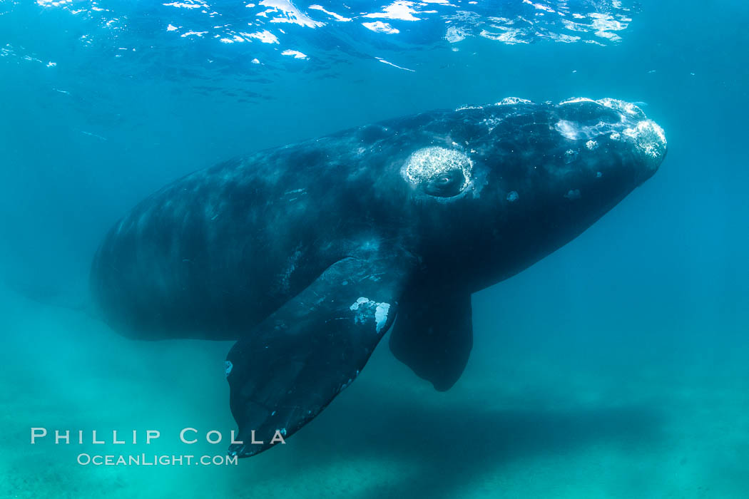 Inquisitive southern right whale underwater, Eubalaena australis, closely approaches cameraman, Argentina, Eubalaena australis, Puerto Piramides, Chubut