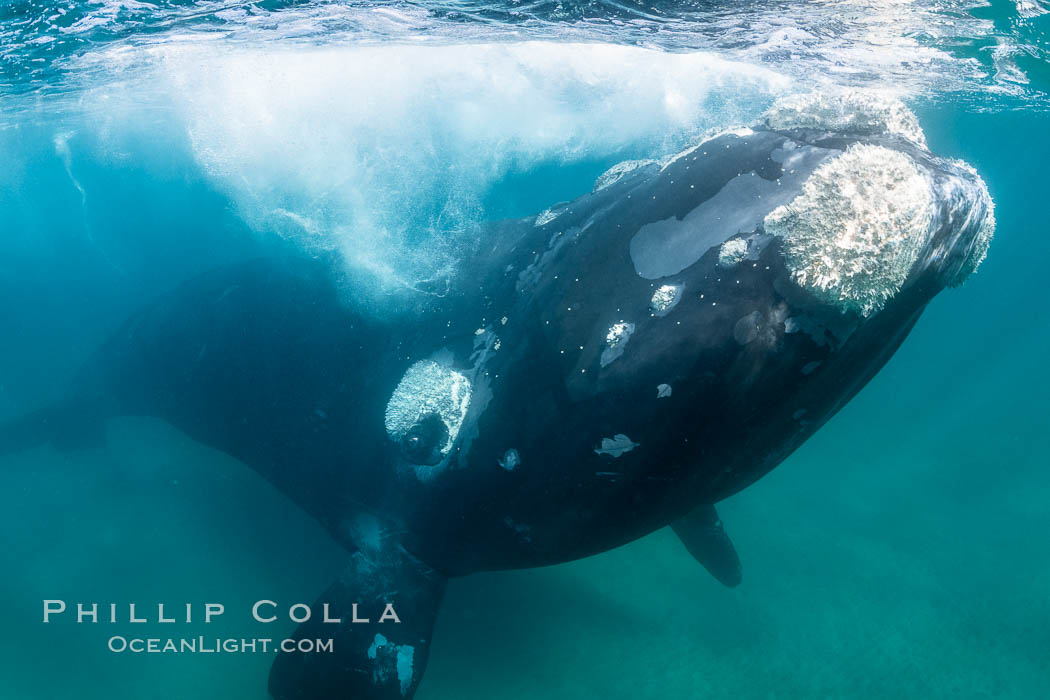 Inquisitive southern right whale underwater, Eubalaena australis, closely approaches cameraman, Argentina, Eubalaena australis, Puerto Piramides, Chubut