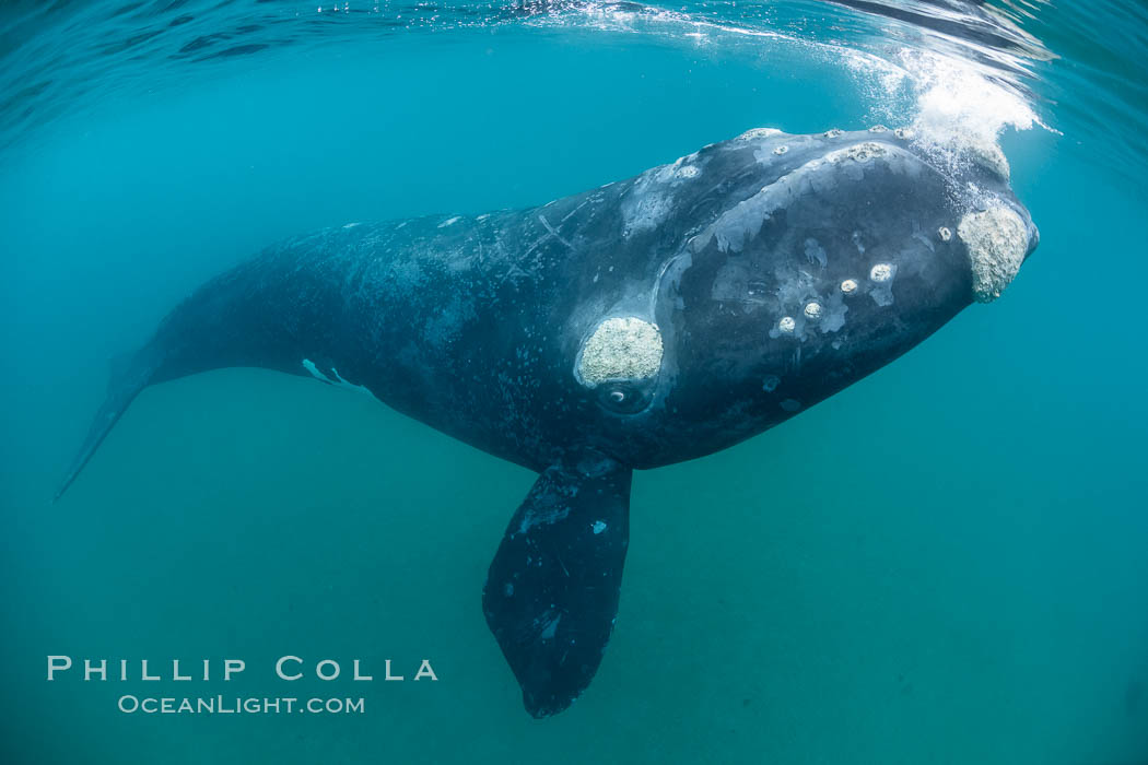 Inquisitive southern right whale underwater, Eubalaena australis, closely approaches cameraman, Argentina. Puerto Piramides, Chubut, Eubalaena australis, natural history stock photograph, photo id 35959