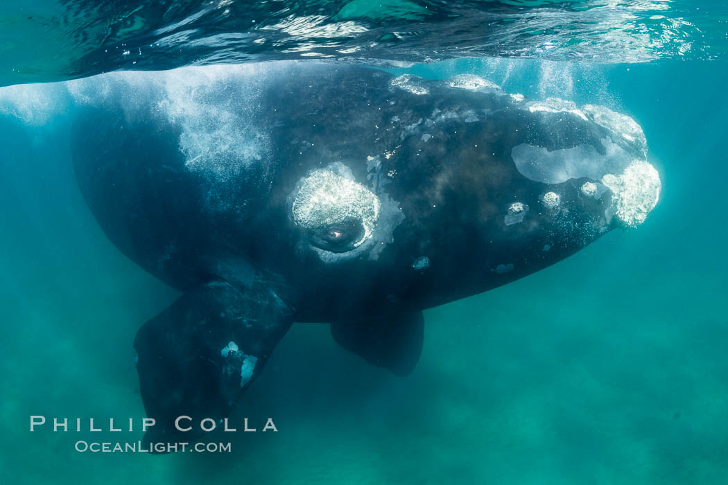 Inquisitive southern right whale underwater, Eubalaena australis, closely approaches cameraman, Argentina. Puerto Piramides, Chubut, natural history stock photograph, photo id 35999