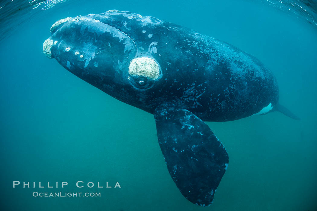 Inquisitive southern right whale underwater, Eubalaena australis, closely approaches cameraman, Argentina. Puerto Piramides, Chubut, Eubalaena australis, natural history stock photograph, photo id 35977