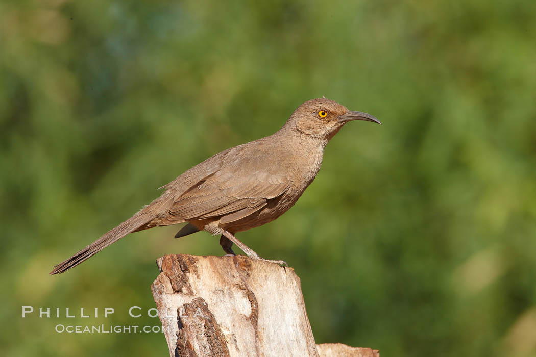 Curve-billed thrasher. Amado, Arizona, USA, Toxostoma curvirostre, natural history stock photograph, photo id 23030