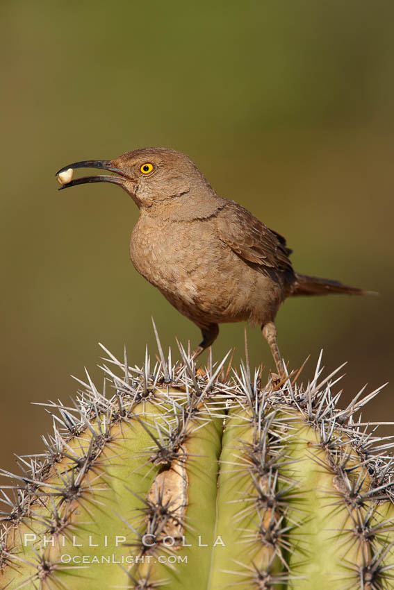 Curve-billed thrasher. Amado, Arizona, USA, Toxostoma curvirostre, natural history stock photograph, photo id 22904