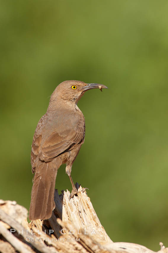 Curve-billed thrasher. Amado, Arizona, USA, Toxostoma curvirostre, natural history stock photograph, photo id 22921