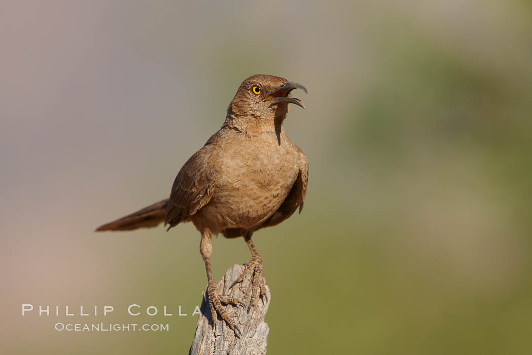 Curve-billed thrasher. Amado, Arizona, USA, Toxostoma curvirostre, natural history stock photograph, photo id 22953