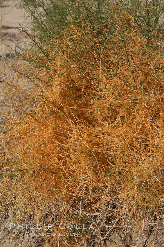 California dodder, a common stem parasite in California that typically parasitizes host shrubs.  Dodders resemble tangled masses of orange spaghetti covering shrubs. Dodder is without chlorophyll and are nonphotosynthetic and is therefor an obligate parasite dependent on its host for water and nutrients through a root system that penetrates the stem tissue of the host., Cuscuta californica, natural history stock photograph, photo id 11333