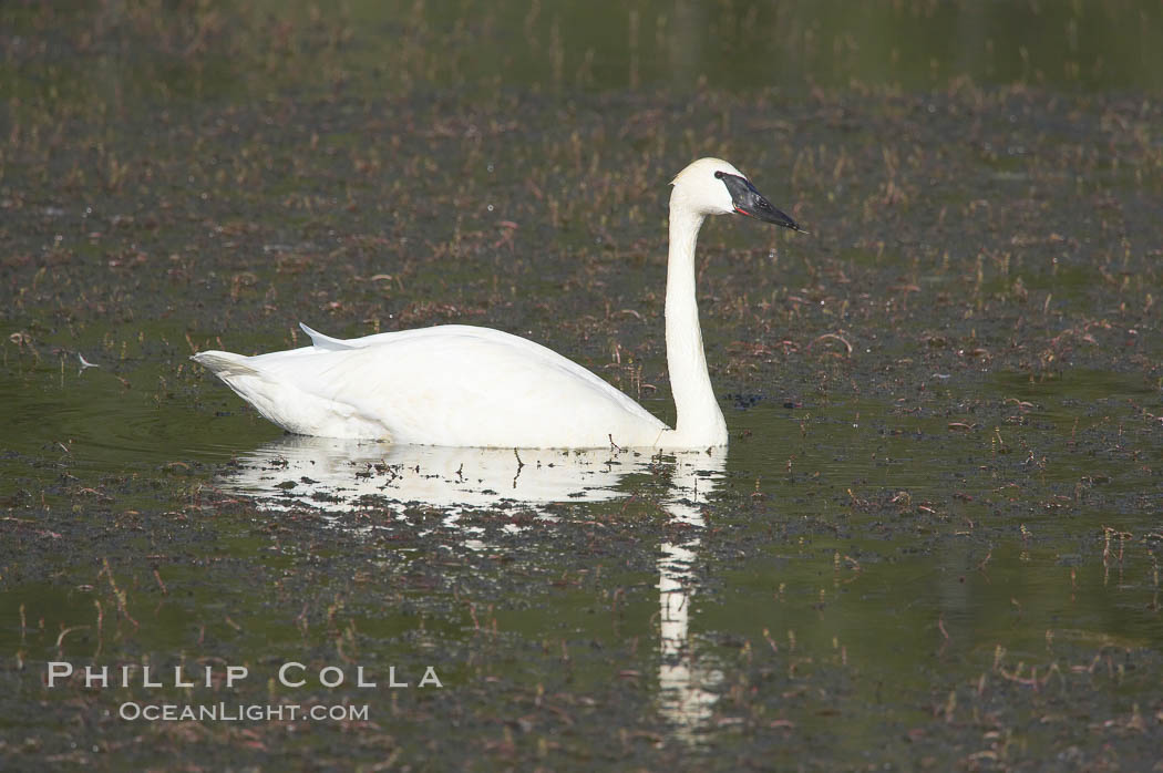 Trumpeter swan on Floating Island Lake. Yellowstone National Park, Wyoming, USA, Cygnus buccinator, natural history stock photograph, photo id 13074